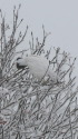 燕山荘の白雷鳥3