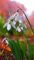 咲きだしたスノードロップ