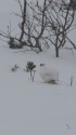 燕岳の白雷鳥3