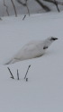 燕山荘の白雷鳥4
