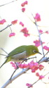 ウメジロー3