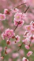 春の香り・梅の花