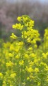 望春・菜の花の霞む頃