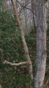 冬の木々