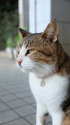 遠くを見つめるネコ 遠くを見つめるネコ