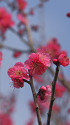 散歩道の花 1402-3-1