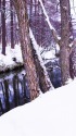 戦場ヶ原 雪景色