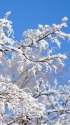White Tree