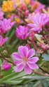 小さな春・レウイシア(華サンゴ