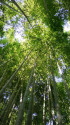 報国寺の竹林