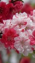 雛祭に・桃の花2