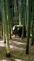 竹林と石