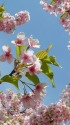 早春の桜・カワズサクラ