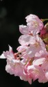 早咲き桜・陽光(ヨウコウ)