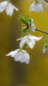 希小な桜・緑桜(ミドリサクラ)