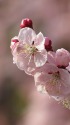 アンズの花