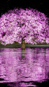 夜桜