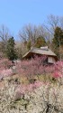 筑波山 紅白の梅が満開