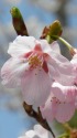 桜・みやび(雅)