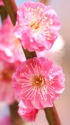 ピンクの梅の花
