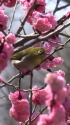 4Kハンディカムでウメジロー