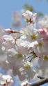 桜・陽春(ヨウシュン)