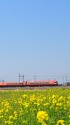 菜の花と青空と255系