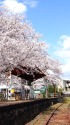 4Kハンディカムで桜の駅