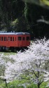 桜といすみ鉄道