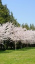 桜並木の風景