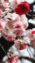 散歩道の花 1404-9-1