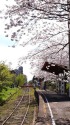 4Kハンディカムで桜の駅2