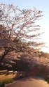 4Kハンディカムで東照宮の桜