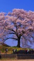王仁塚の桜
