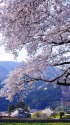 里山の春