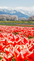 舟川べり桜、チューリップ