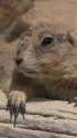 プレーリードッグ