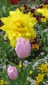 春の花壇の一隅で