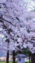 里山の桜