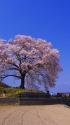 王仁塚の桜と田園風景