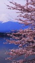 富士山と桜