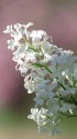 白いライラックの花