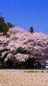 甲州・韮崎の桜