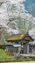 一乗谷朝倉氏遺跡唐門と薄墨桜