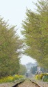 真岡鉄道 桜から緑のトンネルへ