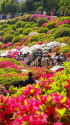 つつじまつりの根津神社