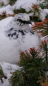 立山の白雷鳥3