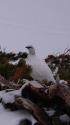 立山の白雷鳥4
