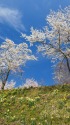 国府町宮地さくら公園の水仙・桜