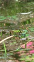 高月院のトンボ